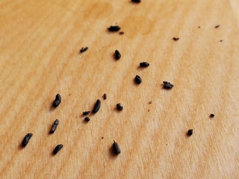 Mouse droppings on floor inside a home